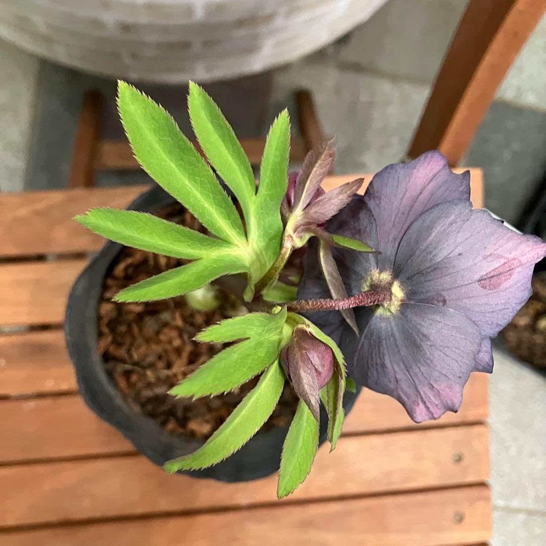 17#多肉植物❤️アエオニウム錦❤️ ピンクウィッチ セッカ❤️1大頭